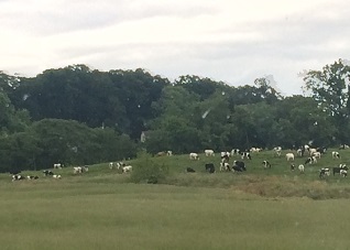 cows dickie funeral